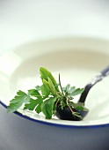 Bunch of herbs with soup ladle on plate