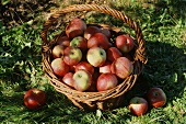 Apples in wicker basket