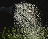 Water spraying out of watering can