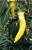 Yellow chili pepper on the plant, Pinokkio variety