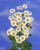 Feverfew (Chrysanthemum parthenium)