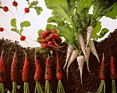 Small and large radishes with soil on a sheet of glass