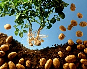 Potatoes with soil and on the plant
