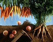 Various types of root vegetables with soil