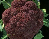 A head of red broccoli