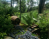 Freshly-picked blueberries in forest (studio shot)