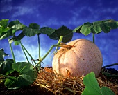 A large pumpkin with leaves on straw