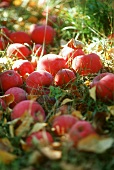 Fallobst: Äpfel der Sorte Mc Intosh auf der Wiese