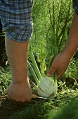 Man harvesting fennel