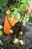 Pulling potato out of the soil