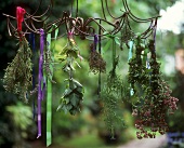Fresh herbs hanging up to dry