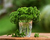 Bunch of curled parsley in glass of water