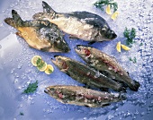 Carp and rainbow trout