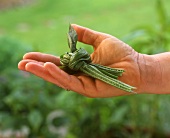 Hände halten veknotete Spitzwegerichblätter (Heilpflanze)