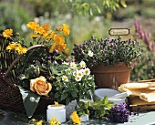 Still life with herbs, flowers, marigold cream