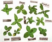 Various types of mint