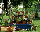 Herbs in pots in garden