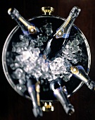 Pommery Brut Royale champagne bottles in cooler