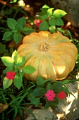 A pumpkin in a garden bed