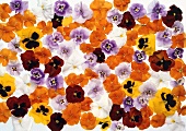 Different-coloured pansies