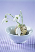 Snowdrops in quail's eggshell