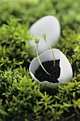 Small plant in eggshell