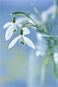 Snowdrops in glass