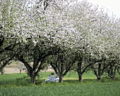 Gedeckter Tisch unter blühenden Apfelbäumen