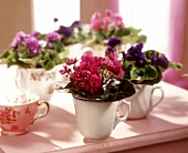 Light and dark purple African violets planted in cups