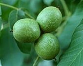 Three walnuts on the tree