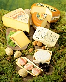 French cheeses on forest floor