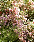 Blühender Lavendel im Garten vor Rosensträuchern