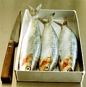 Three herrings in a bowl, a knife beside it
