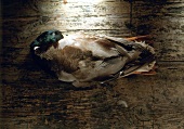 Freshly killed wild duck with feathers