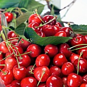 Freshly picked cherries