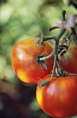 Tomatoes, variety 'St. Pierre', on the vine