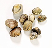 Several clams