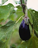 An aubergine hanging on the plant