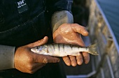 Fischer hält frische Renke vom Chiemsee (Deutschland)