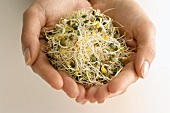 Alfalfa sprouts in woman's hands (close-up)