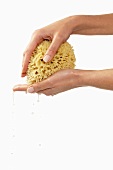Milk-soaked sponge between someone's hands