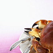 Crab with a crab cracker