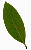 A bay leaf