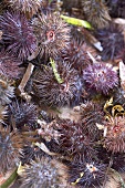 Several sea urchins (filling the picture)