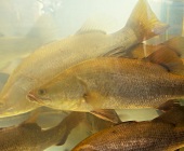 Several perch in a tank of water