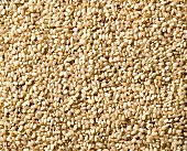 Short-grain rice (filling the picture)