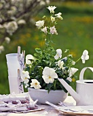 Table decoration of white Viola cornuta and white aquilegia