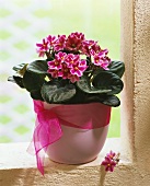 Pink African violets in cache-pot