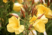 Evening primrose, close-up