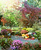 Autumn in garden with pumpkins and chrysanthemums